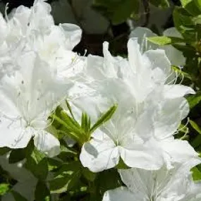 Azalea Delaware Valley 3gal