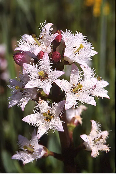 Bog Bean